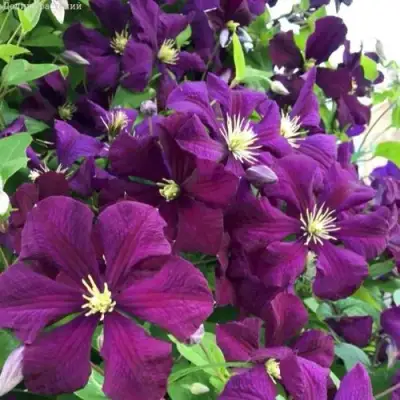 Клематис ПАНТЕР в Сморгони