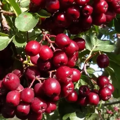 Рябина ГРАНАТНАЯ сладкоплодная в Сморгони