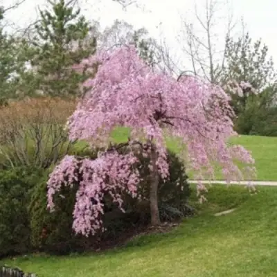 Сакура КИКУ ШИДАРЕ в Сморгони