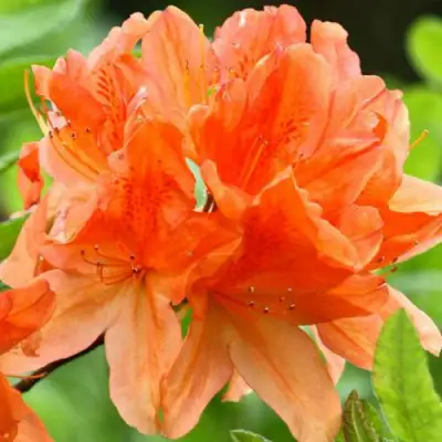 Азалия ГЕЙША ОРАНЖ японская в Сморгони