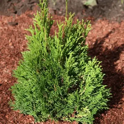 Туя МИКИ западная в Сморгони