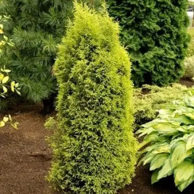 Можжевельник ГОЛД КОН обыкновенный в Сморгони