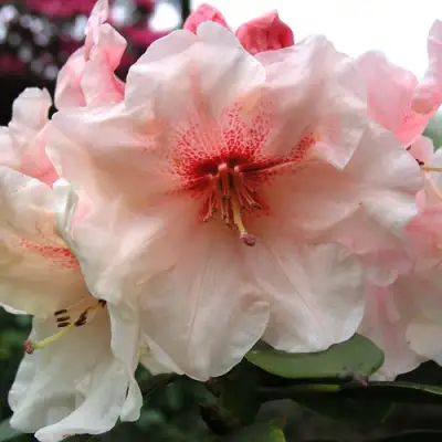 Рододендрон ХАНЯ	 в Сморгони