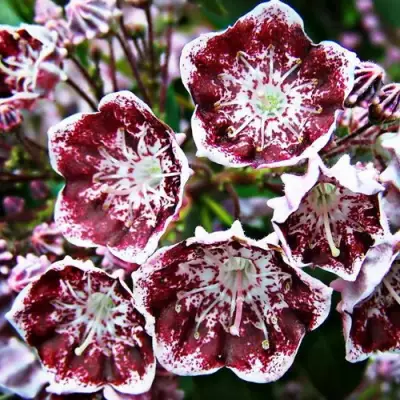 Кальмия БЛЕК ЛЕЙБЛ  в Сморгони