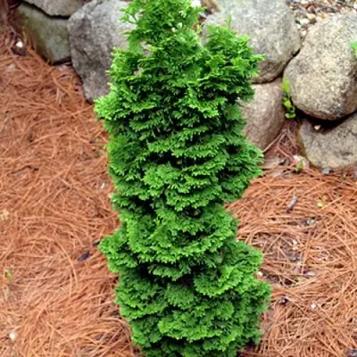 Туя СПИРАЛИС МИНИ западная в Сморгони