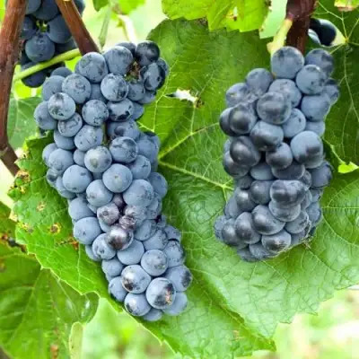 Виноград ВЭЛИАНТ в Сморгони