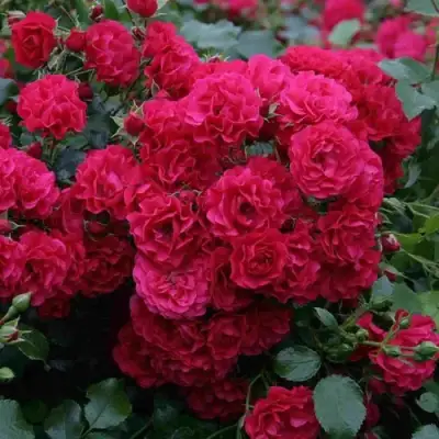 Роза РАДОСТЬ САДОВНИКА (ГАРТЕН ФРОЙДЕ) почвопокровная в Сморгони