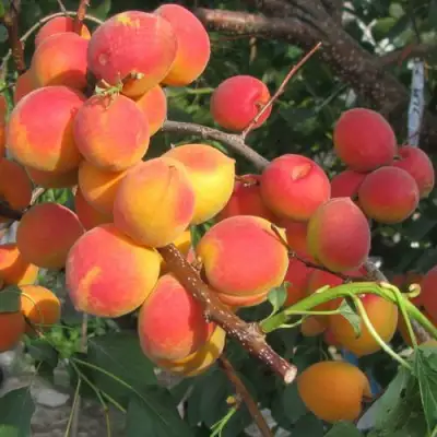 Абрикос РУБИН в Сморгони