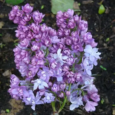 Сирень НАДЕЖДА в Сморгони