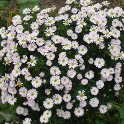 Астра ВАЙС многолетняя в Сморгони