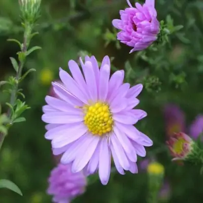 Астра СТРОУБЕРРИ ЭНД КРИМ новобельгийская в Сморгони