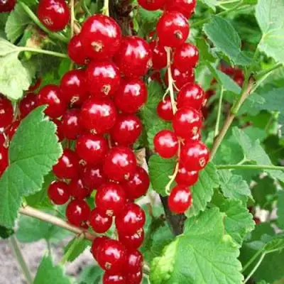 Смородина красная ФЕРТОДИ в Сморгони