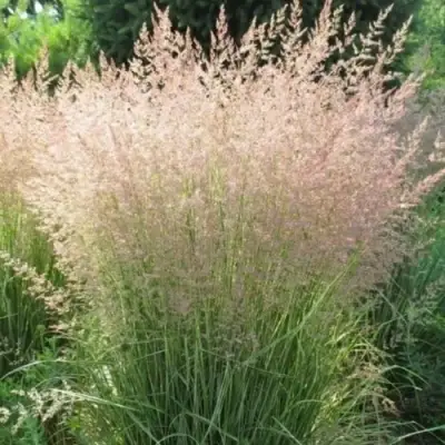Вейник ОВЕРДАМ остроцветковый в Сморгони