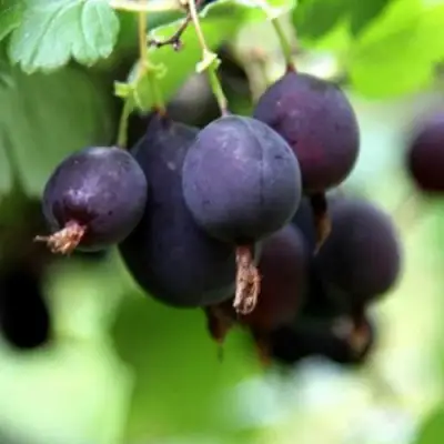 Крыжовник ЧЕРНОМОР в Сморгони