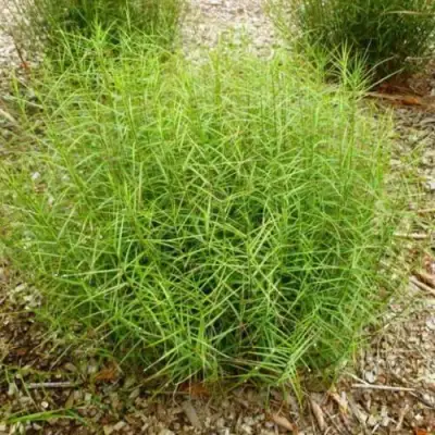 Осока ПАЛЬМОЛИСТНАЯ в Сморгони