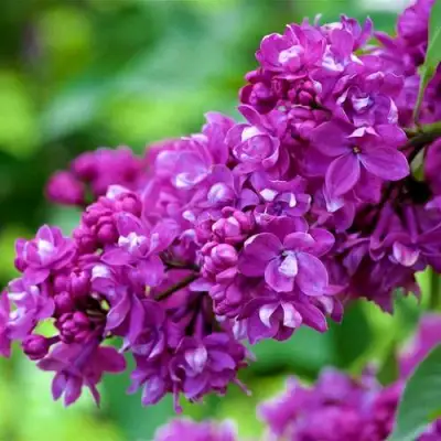 Сирень ОГНИ ДОНБАССА в Сморгони