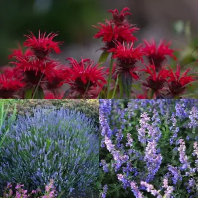 Комплект АРОМАТНЫЙ ЧАЙ в Сморгони