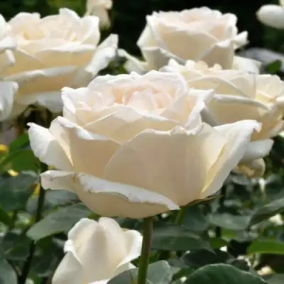 Роза БОИНГ чайно-гибридная в Сморгони