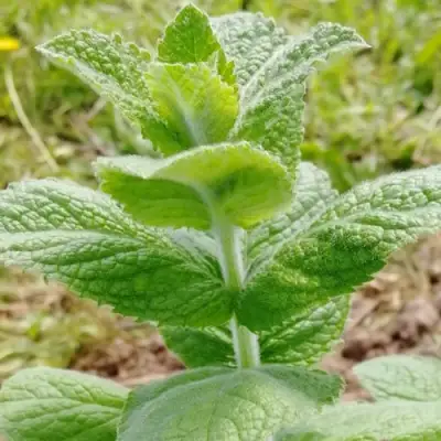 Мята яблочная в Сморгони