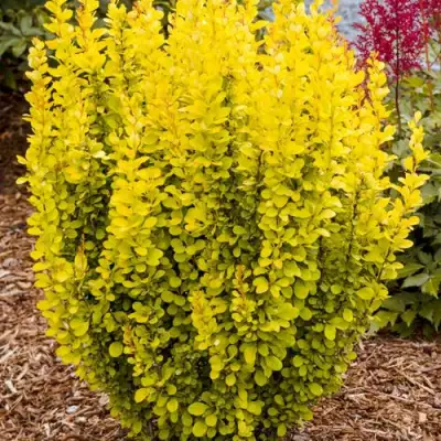 Барбарис ГОЛДЕН ТОРЧ тунберга в Сморгони