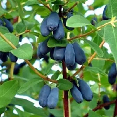 Жимолость съедобная АМФОРА в Сморгони