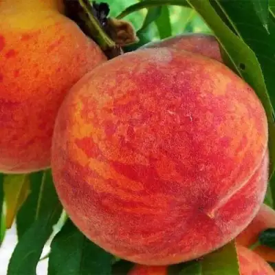 Персик ЗОЛОТОЙ ЮБИЛЕЙ в Сморгони