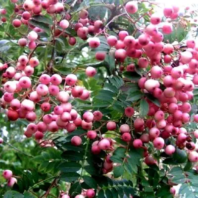 Рябина COREAL сладкоплодная  в Сморгони