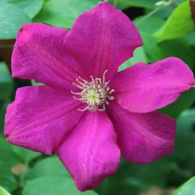 Клематис ЭРНЕСТ МАРКХАМ в Сморгони