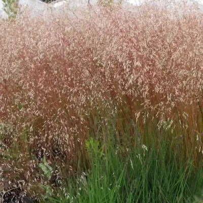 Щучка извилистая в Сморгони