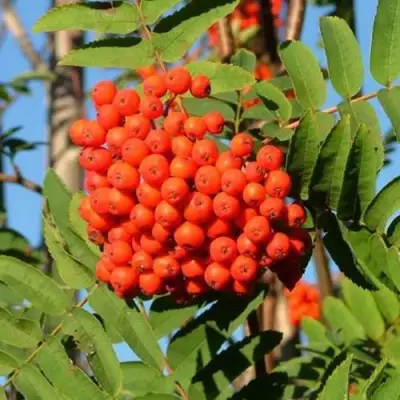 Рябина САХАРНАЯ ПЕТРОВА сладкоплодная в Сморгони