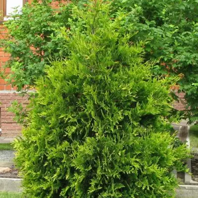 Туя АНЯ (АНИЕ) западная в Сморгони