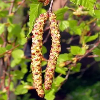 Береза бородавчатая в Сморгони