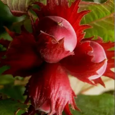 Фундук БАГРЯНЕЦ в Сморгони