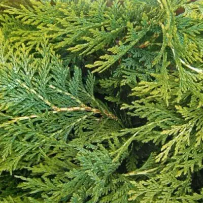 Кипарисовик ЭЛВУДИ ЭМПАЙР лавсона в Сморгони