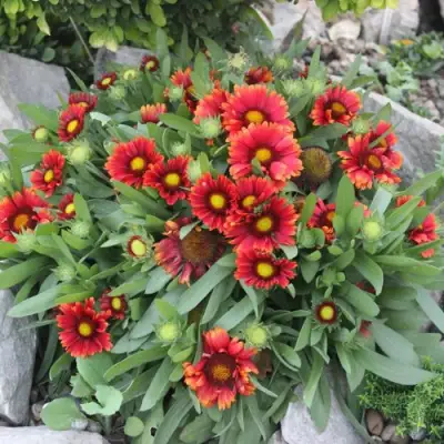 Гайлардия АРИЗОНА РЕД ШЕЙДС в Сморгони