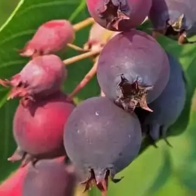 Ирга MANDAN в Сморгони