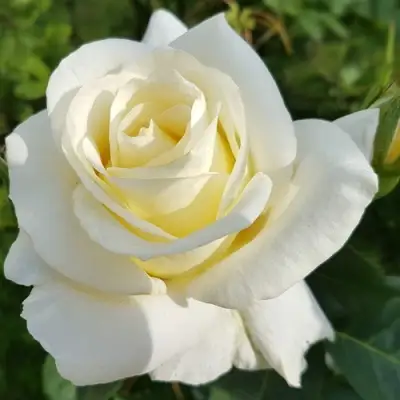 Роза МОНДИАЛЬ чайно-гибридная в Сморгони