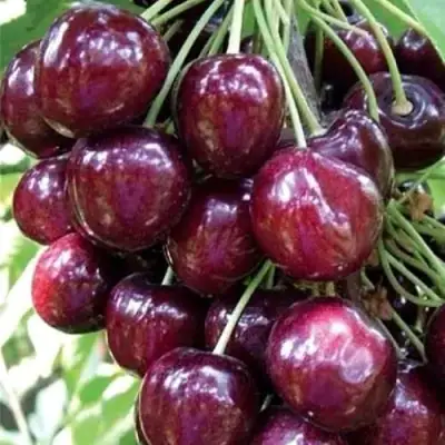 Черешня СИЛЬВИЯ колоновидная в Сморгони