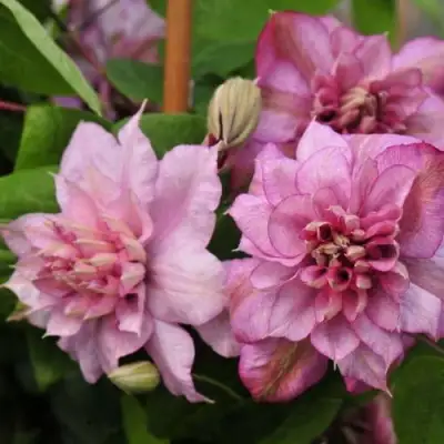 Клематис ИННОСЕНТ ГЛАНС в Сморгони