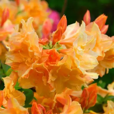 Азалия ЧАРДАШ листопадная в Сморгони