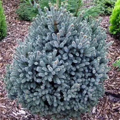 Ель НАНА сизая в Сморгони