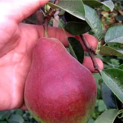 Груша РУМЯНАЯ КЕДРИНА в Сморгони