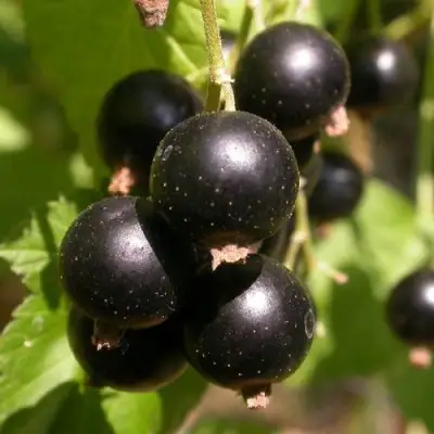 Смородина чёрная БИНАР в Сморгони