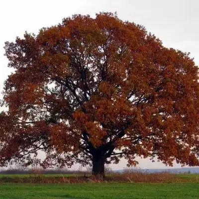 Дуб скальный в Сморгони