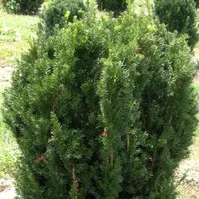 Тис ХИКСИ средний в Сморгони