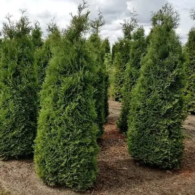 Туя ХОЛМСТРУП западная в Сморгони