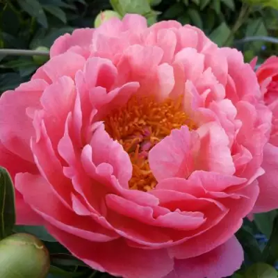 Пион КОРАЛ САНСЕТ травянистый в Сморгони