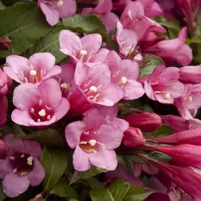 Вейгела ФЛОРИДА в Сморгони