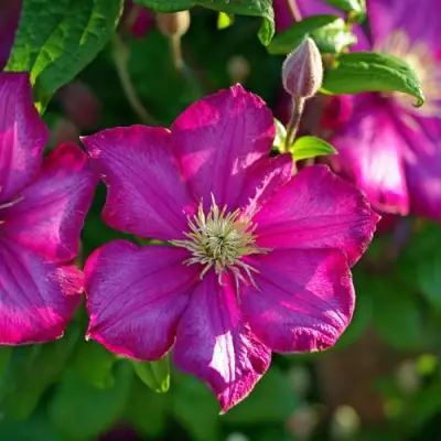 Клематис КАРМЕНСИТА в Сморгони