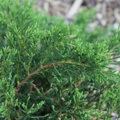 Можжевельник РОКЕРИ ДЖЕМ казацкий  в Сморгони